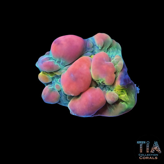 WWC Cosmic Candy Bounce Chalice