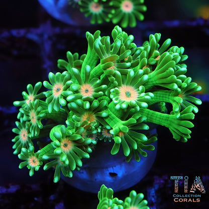 Grade Ultra Neon Green Goniopora (RARE)