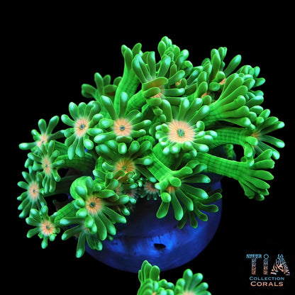 Grade Ultra Neon Green Goniopora (RARE)