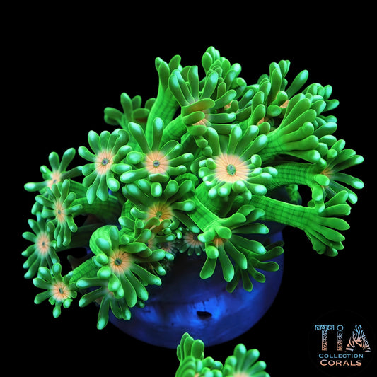 Grade Ultra Neon Green Goniopora (RARE)