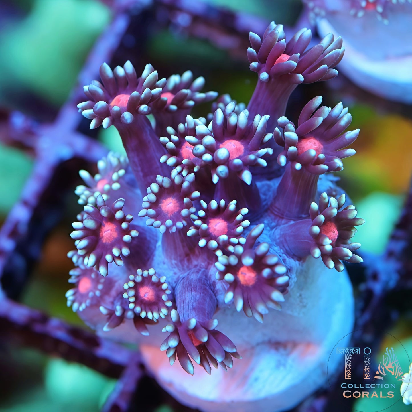 TIA Bloomlight Daisy Goniopora