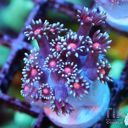 TIA Bloomlight Daisy Goniopora