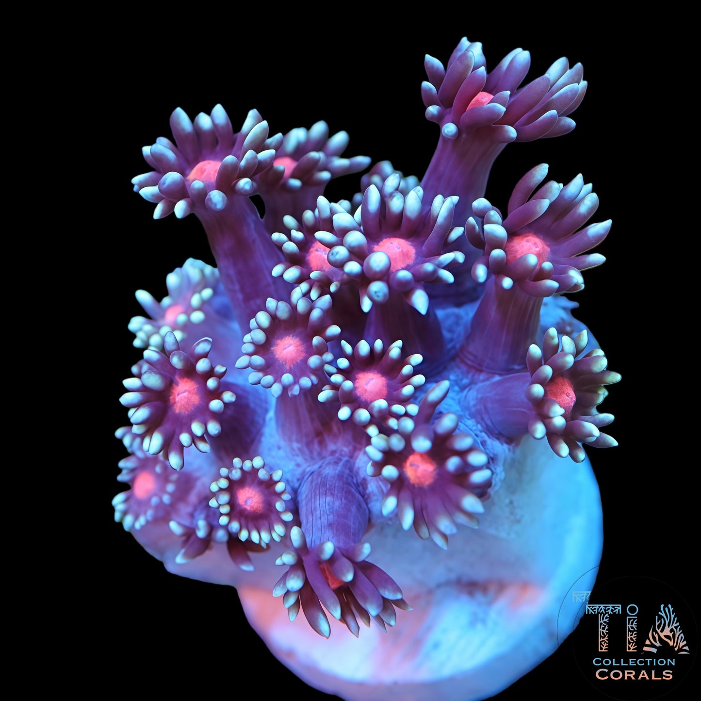 TIA Bloomlight Daisy Goniopora