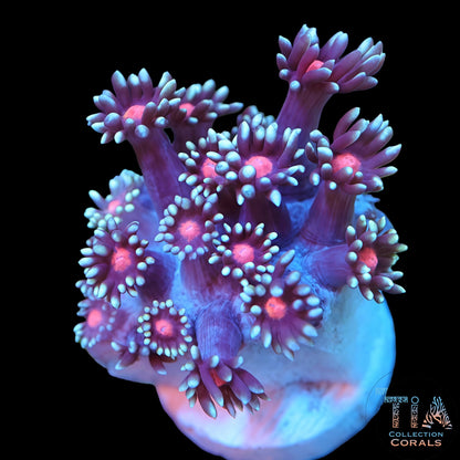 TIA Bloomlight Daisy Goniopora