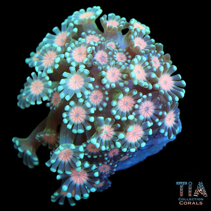 Pink Center Alveopora