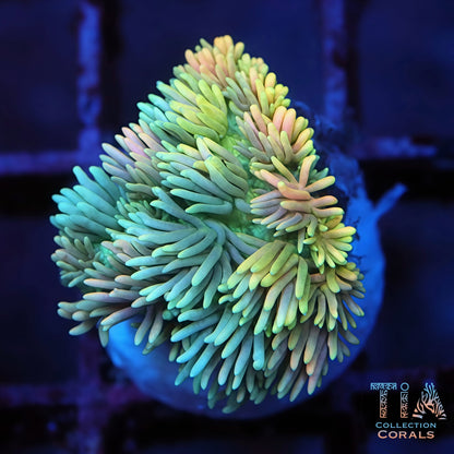 Multi-Color Fruit Loops Goniopora