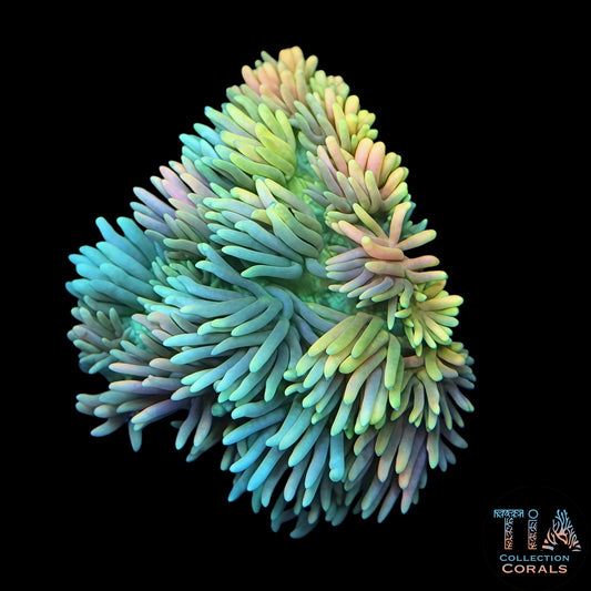 Multi-Color Fruit Loops Goniopora