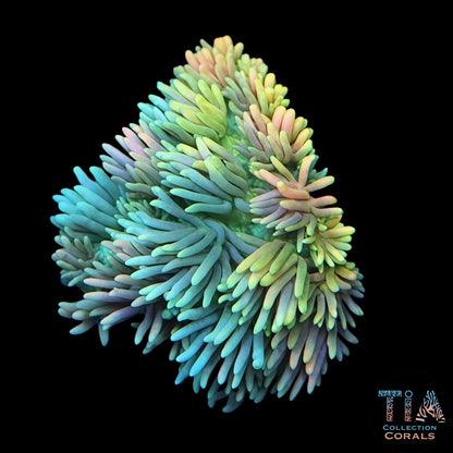 Multi-Color Fruit Loops Goniopora