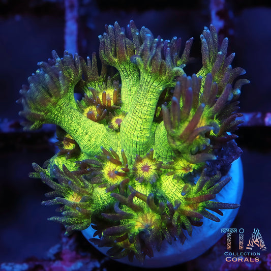 Neon Glitter Goniopora