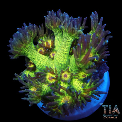 Neon Glitter Goniopora