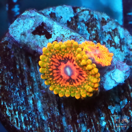 GMK Grand Master Zoanthids