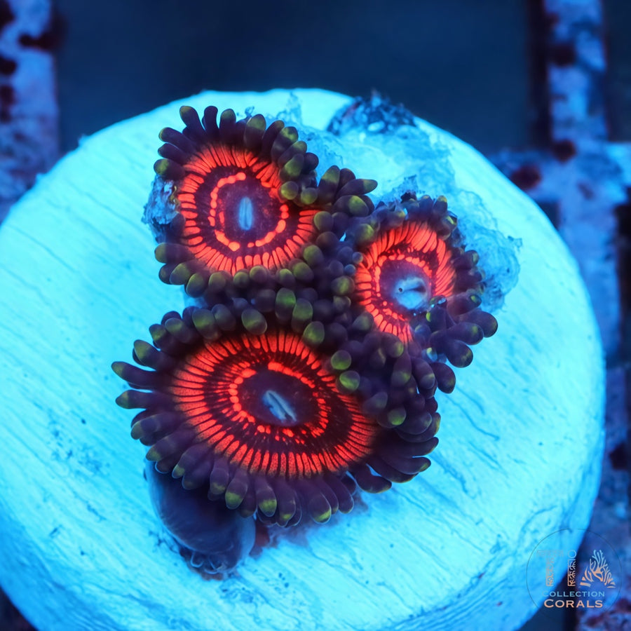 Armor of God Zoanthids, soft coral
