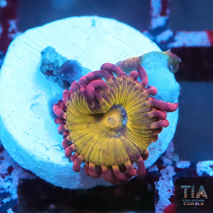 Chiquita Zoanthids Frag, soft coral