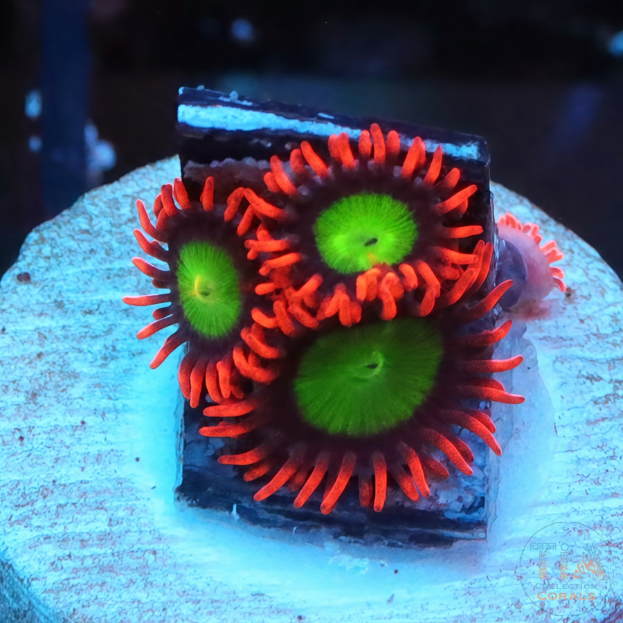 Goblins on Fire Zoanthids, soft coral