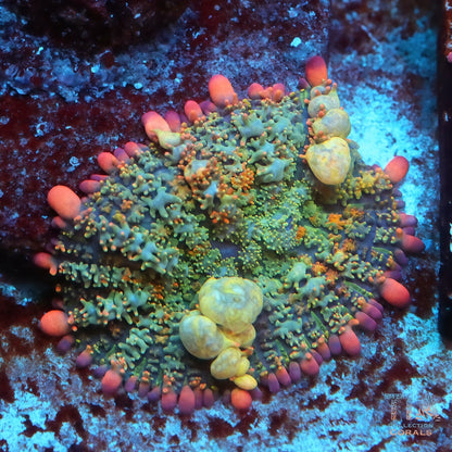 TIA Candy Garden Bounce Mushroom