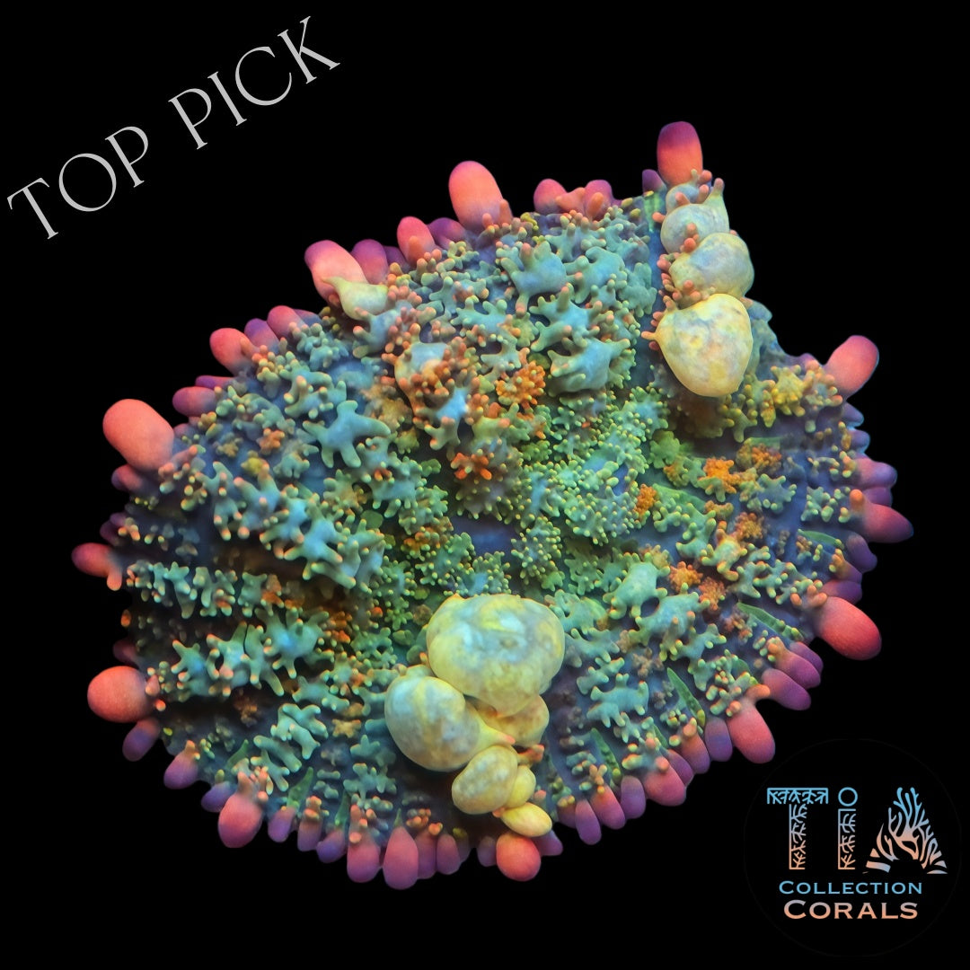 TIA Candy Garden Bounce Mushroom