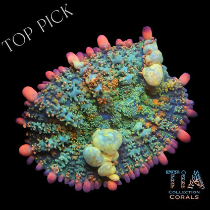 TIA Candy Garden Bounce Mushroom