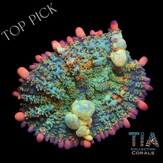 TIA Candy Garden Bounce Mushroom