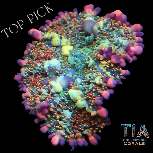 TIA Blossom Garden Bounce Mushroom