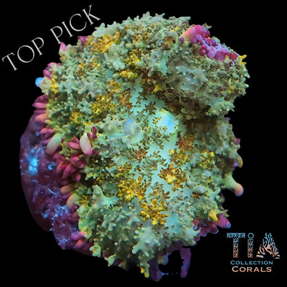 TIA Petal Garden Rhodactis Mushroom