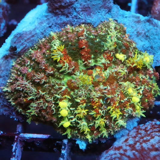 TIA Wild Garden Bounce Mushroom （Mother）