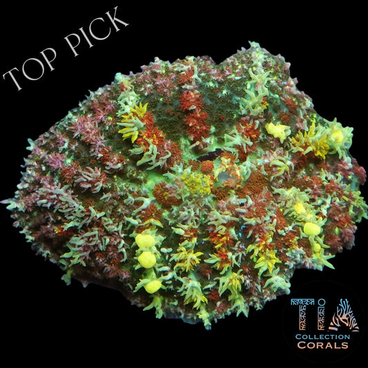 TIA Wild Garden Bounce Mushroom (Mother)