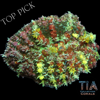 TIA Wild Garden Bounce Mushroom （Mother）