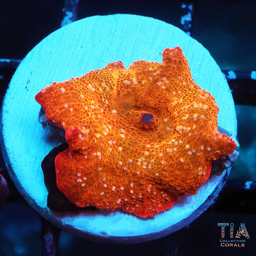 Products – Page 13 – TIA Coral