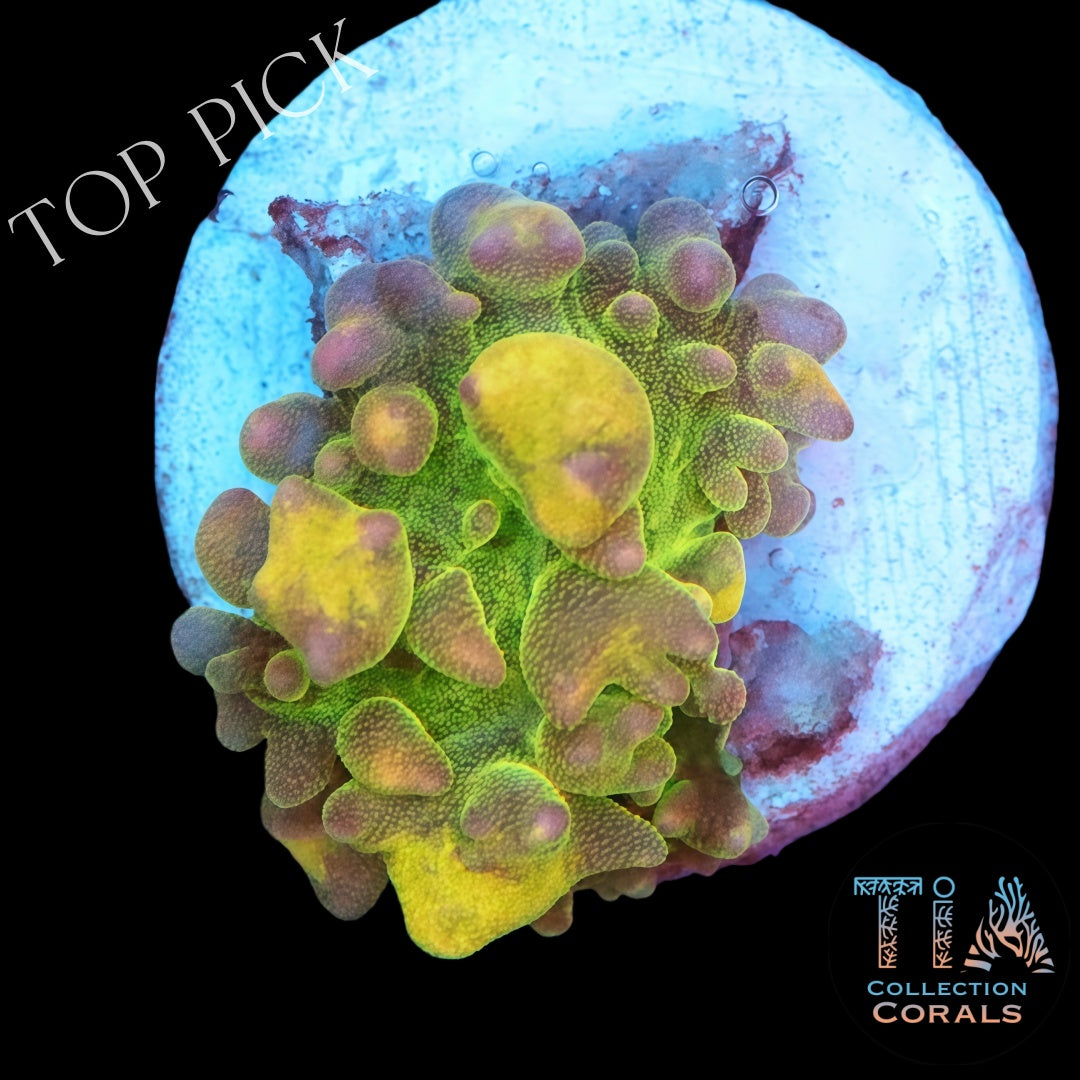 Lemon Head Bounce Mushroom