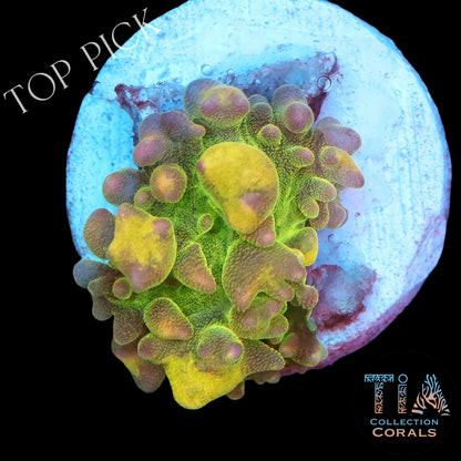 Lemon Head Bounce Mushroom