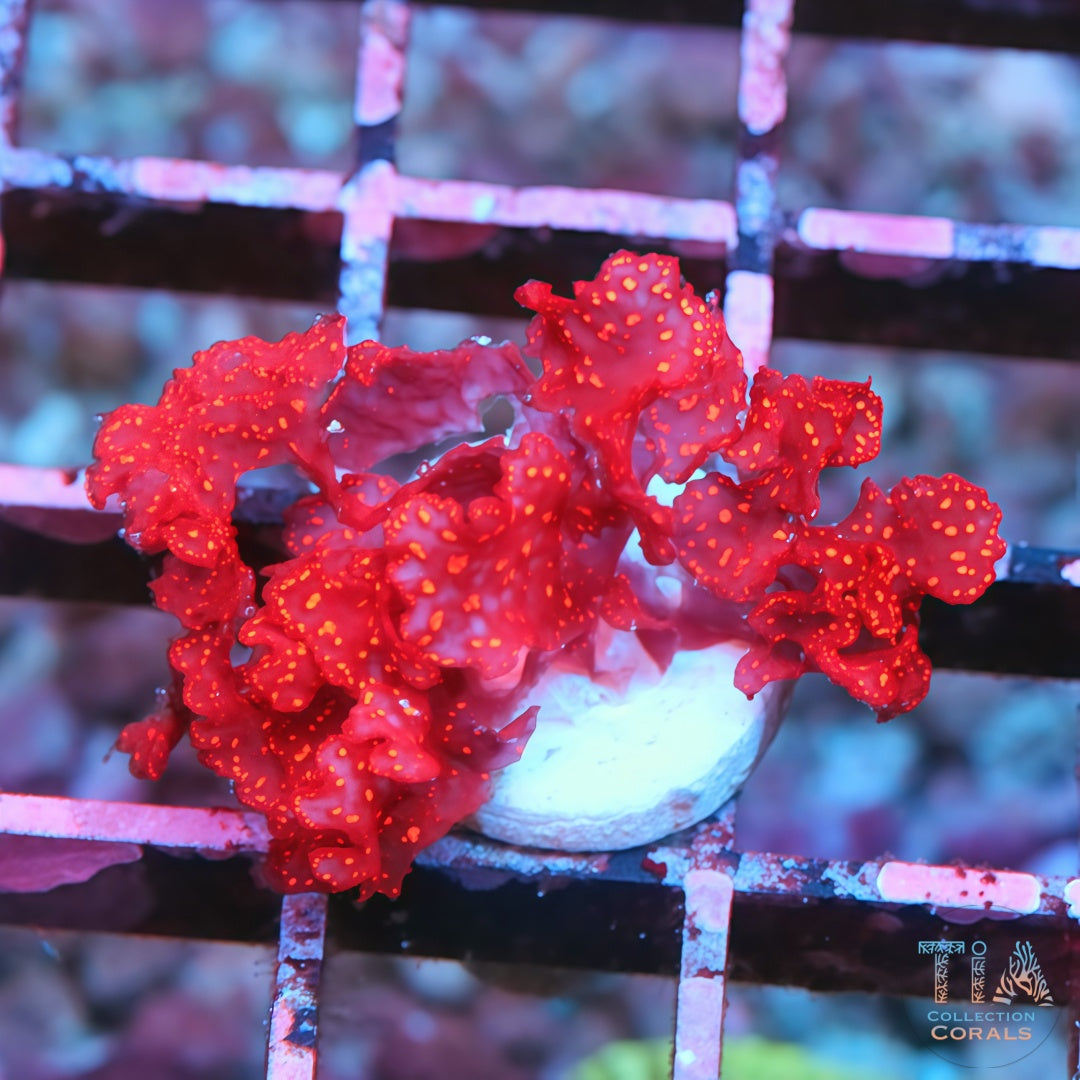 Atomic Broccoli Macroalage