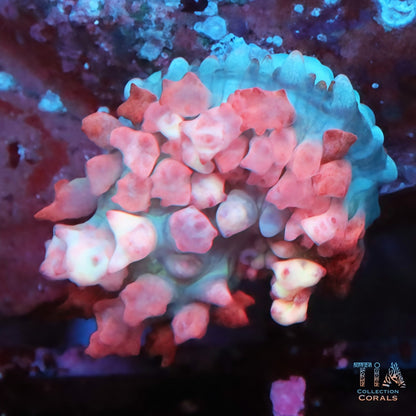 Pink St. Thomas Mushroom