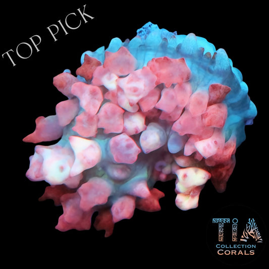 Pink St. Thomas Mushroom