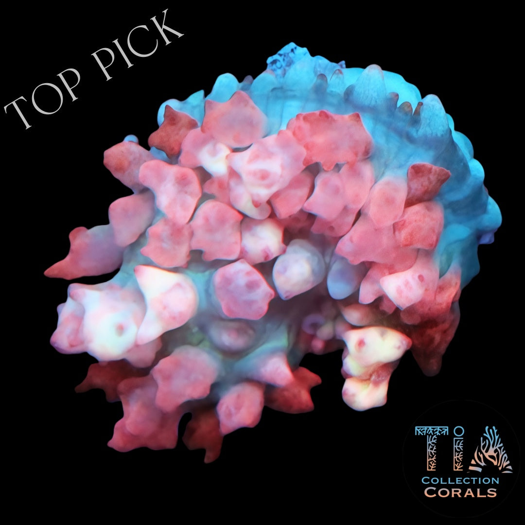 Pink St. Thomas Mushroom