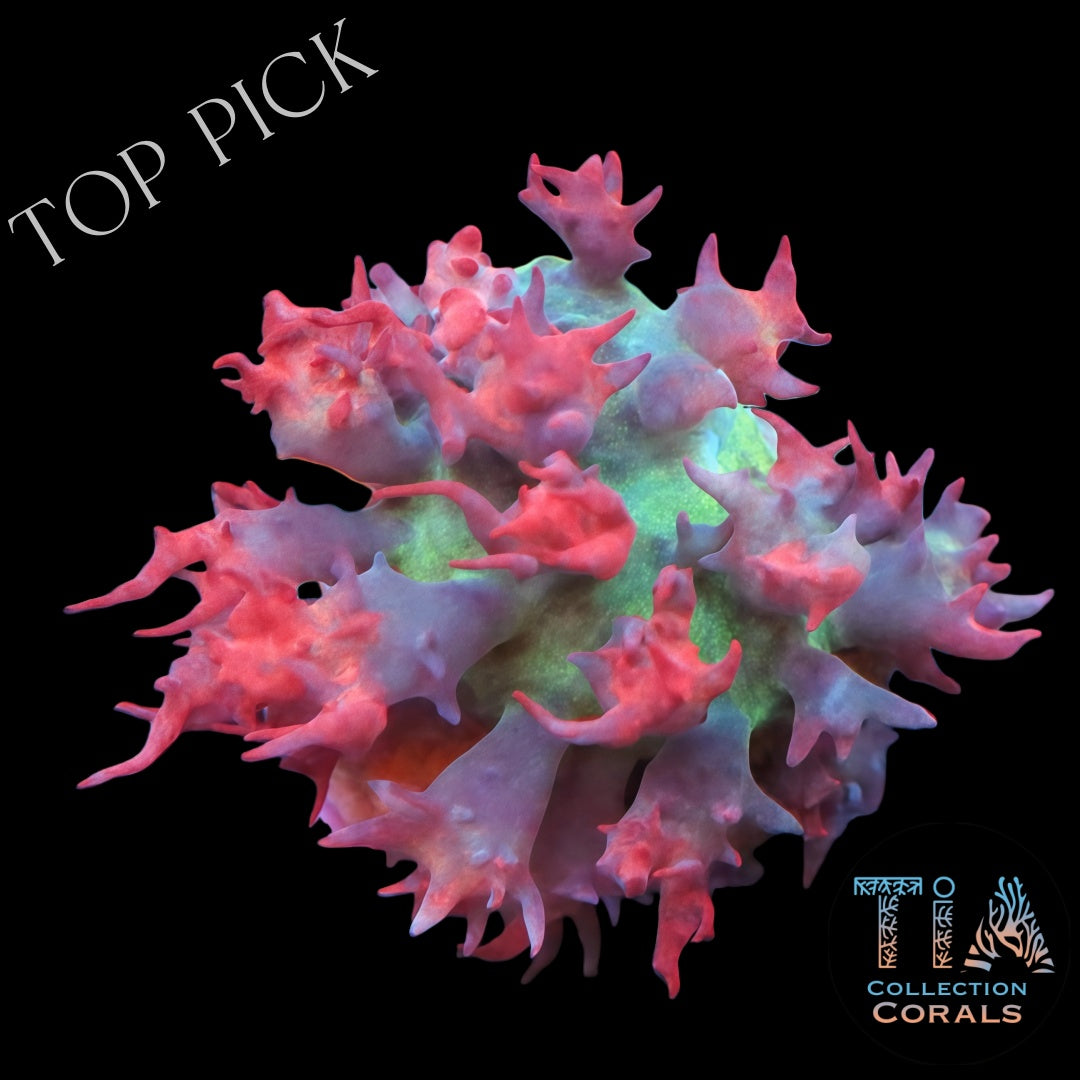 Red and Green Multicolor St Thomas mushroom