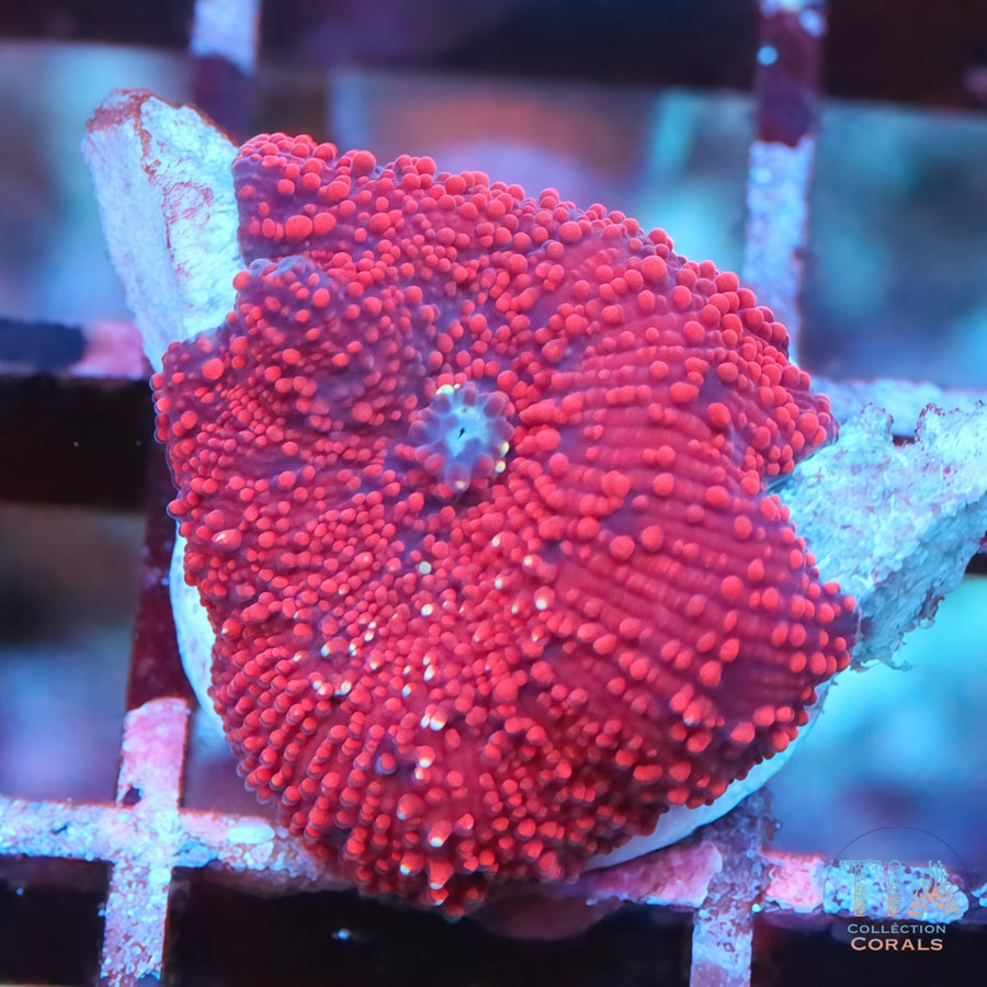 TIA Lava Bloom Discosoma Mushroom, soft coral