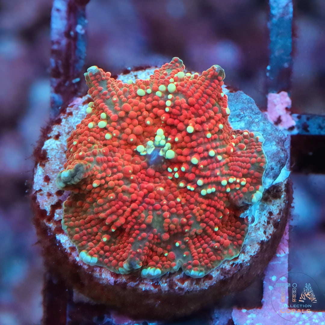 TIA Sunset River Discosoma Mushroom