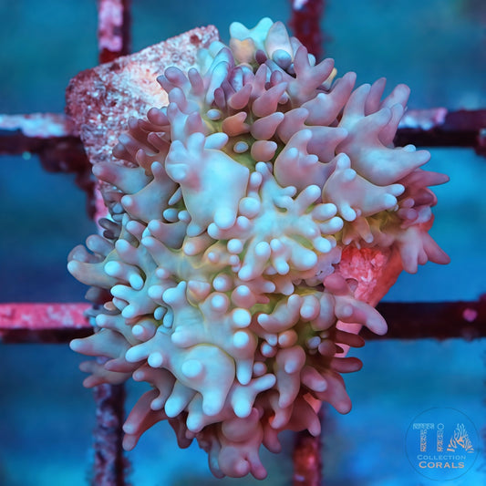 TIA Frost Nova Bounce Mushroom