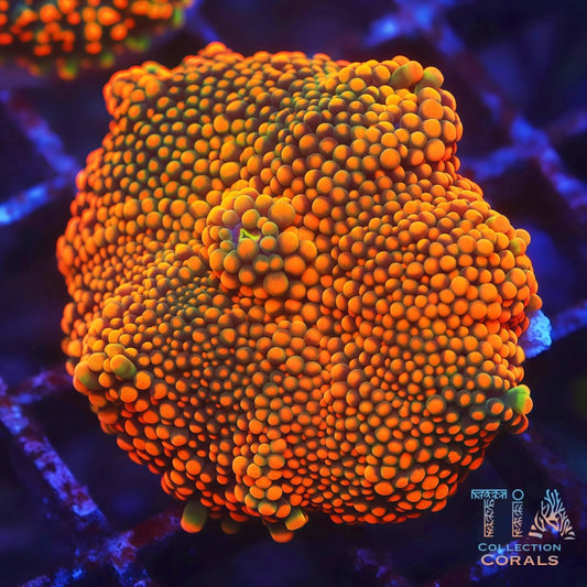 Special XL HOT Orange Yuma