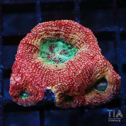 Ultra Rainbow Bowerbanki