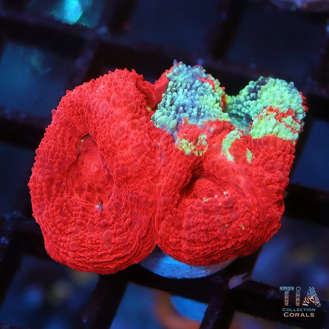 Bleeding Apple  Bowerbanki