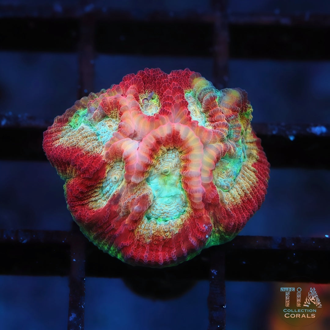 TIA Cultured Rainbow Drunk Monkey Dipsastraea