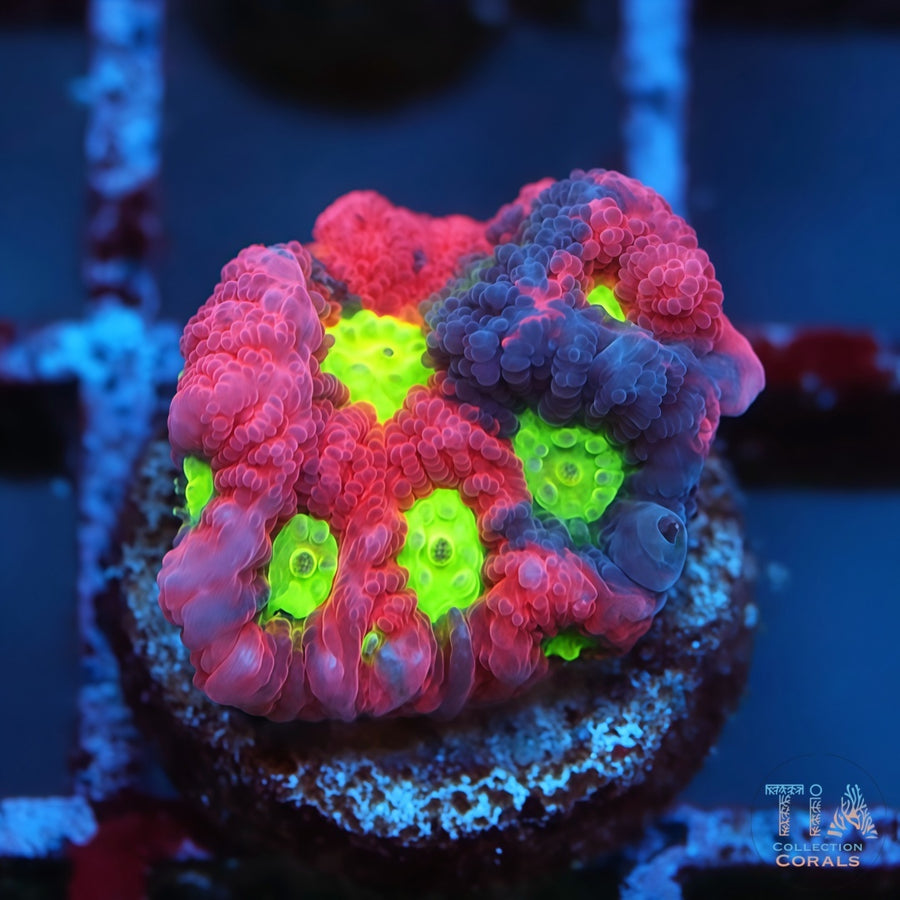 ULTRA Rainbow WAR Favia, LPS coral