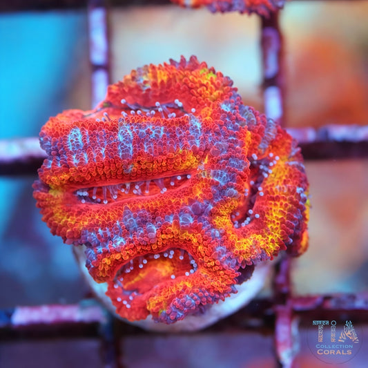 Ultra Rainbow Acan Frag