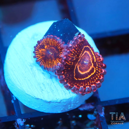 Aquacultured Stratosphere Zoanthids