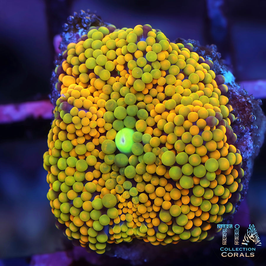 Rainbow Ricordea Florida Frag, soft coral