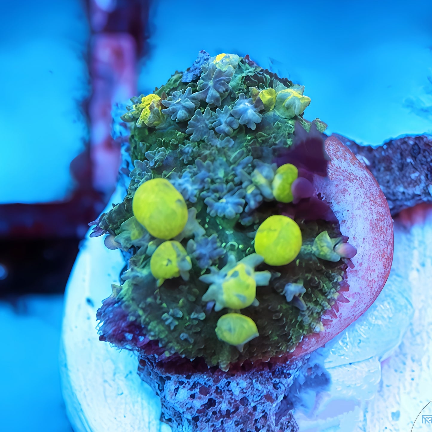 Bio Hazard Bounce Mushroom