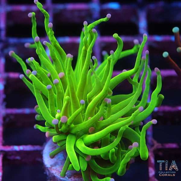 Todd's Torch LPS Coral | TIA Coral
