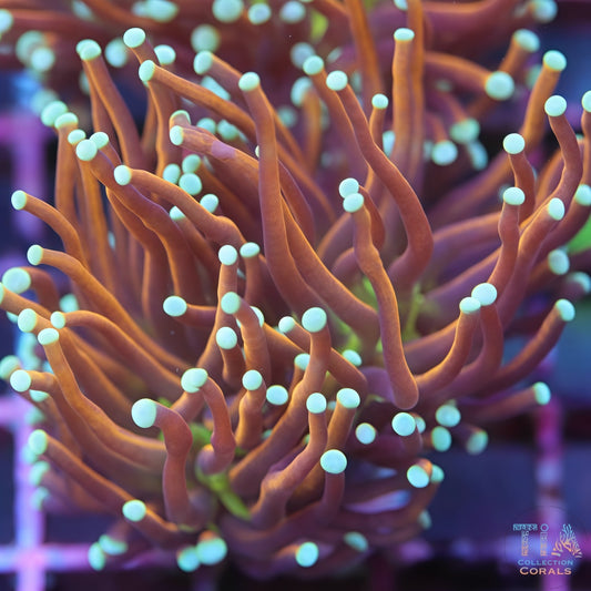 Center Glo Gold Torch