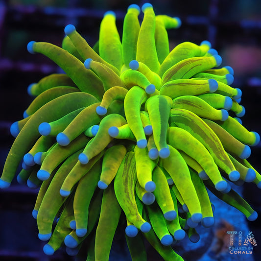 Grafted Holy Grail x Master Torch (Ultra Rare)